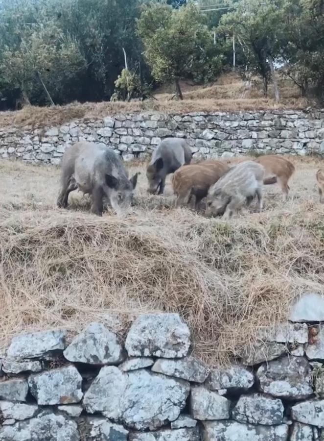 Locanda Agrogallo Carro Eksteriør bilde